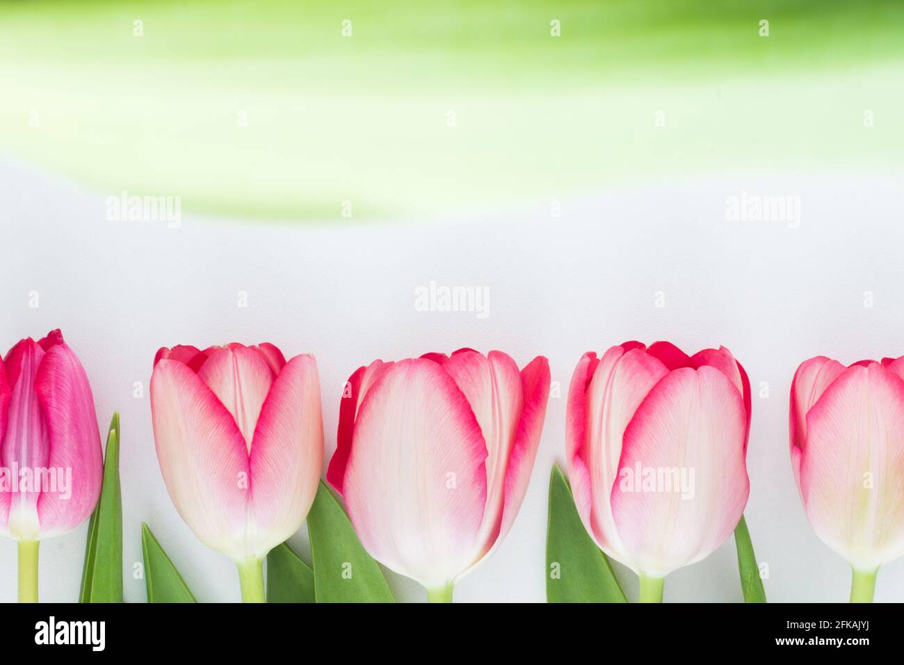 Tulipes roses dans une rangée sur fond blanc Banque D'Images