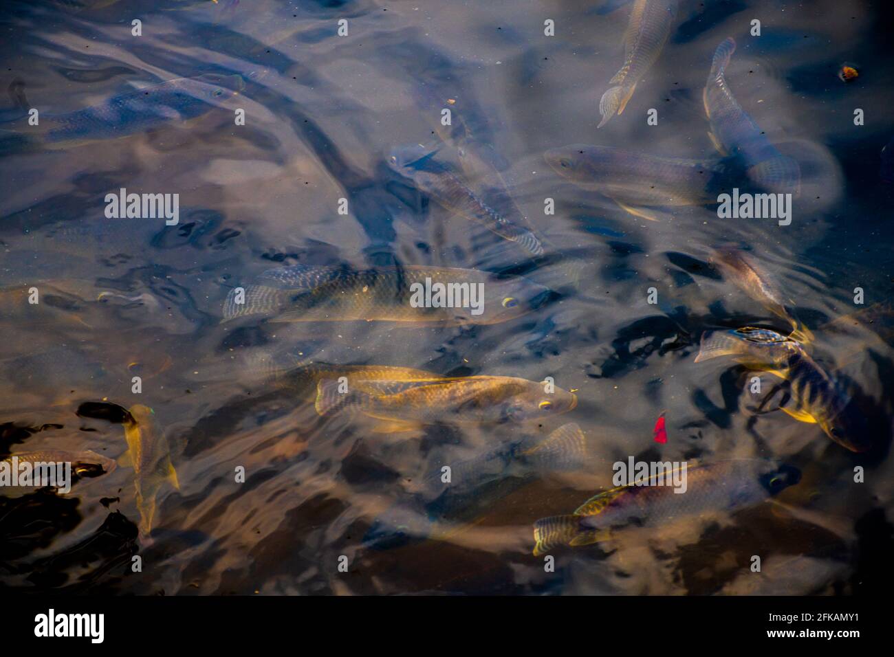 Poissons nageant près de la surface de l'étang naturel près du parking de Jaya Sri Maha Bodhi. Banque D'Images