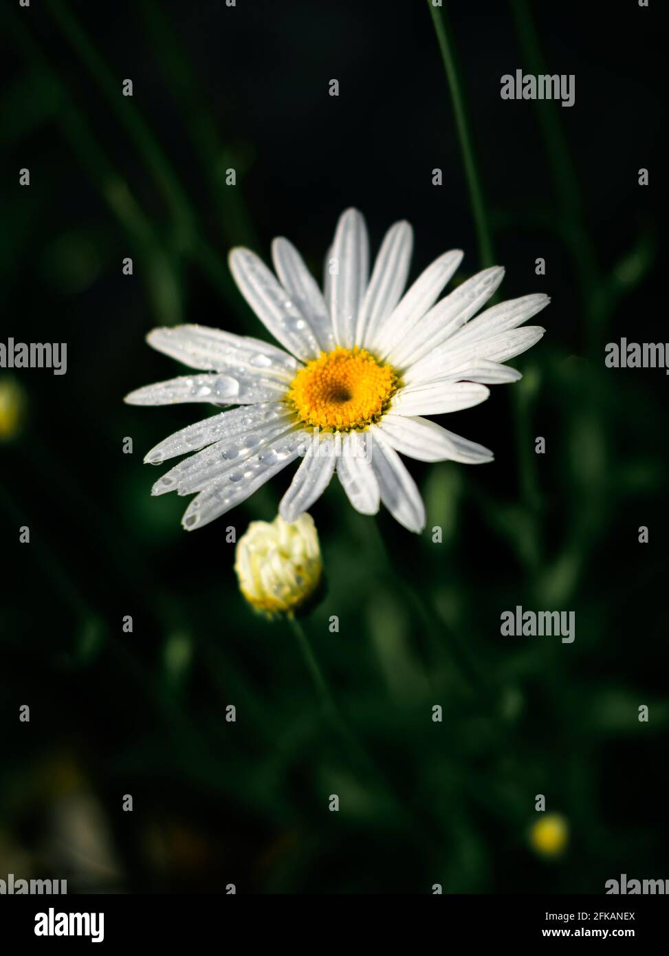 Fleur de Marguerite blanche avec centre jaune face au soleil tôt le matin, fleur de Marguerite isolée en gros plan dans le jardin Banque D'Images