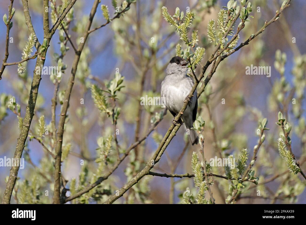 Chant Blackcap masculin à Ham Wall Somerset Royaume-Uni Banque D'Images