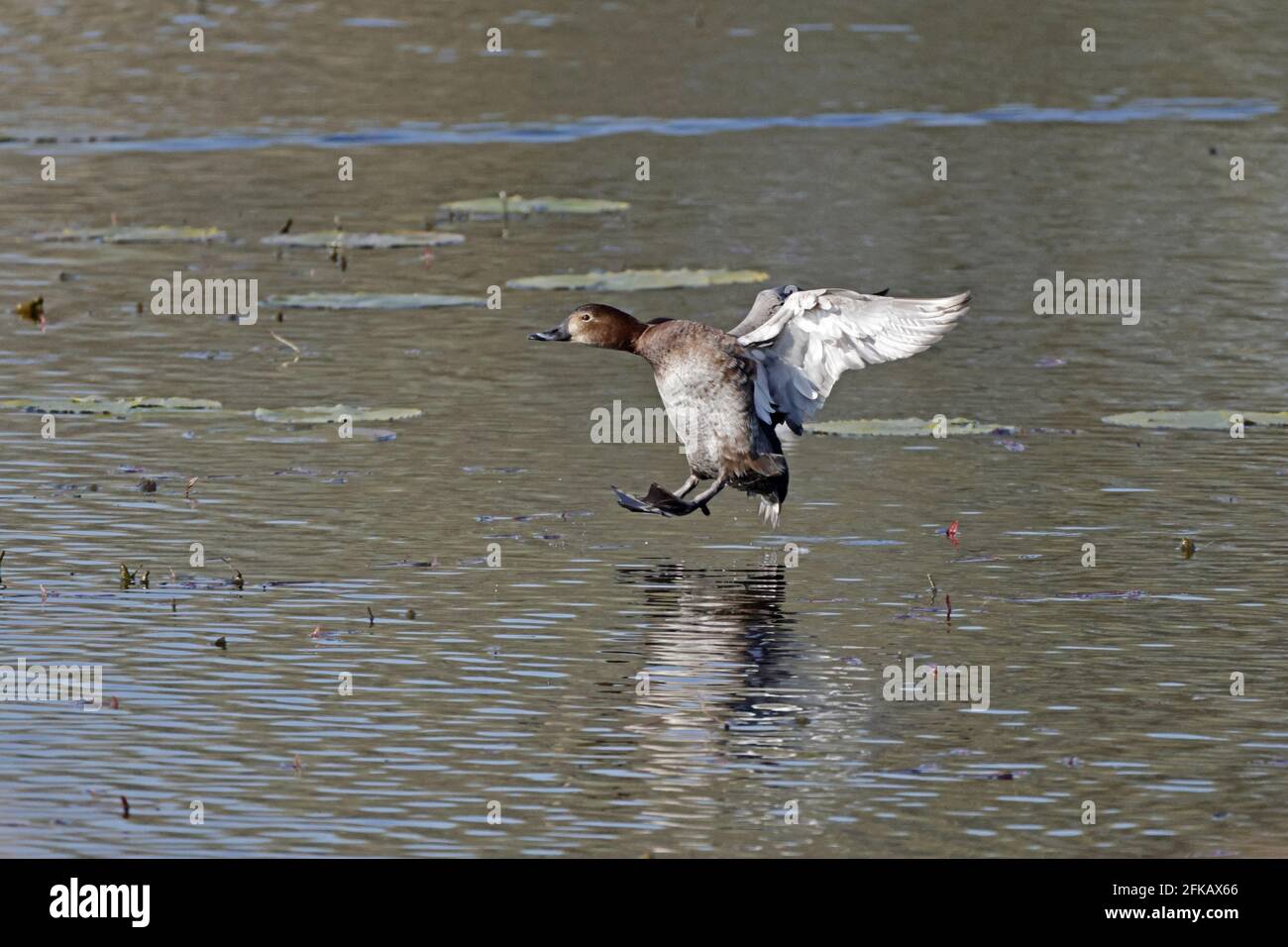 La femelle Gadwall entre dans la terre à Shapwick Heath Somerset Banque D'Images