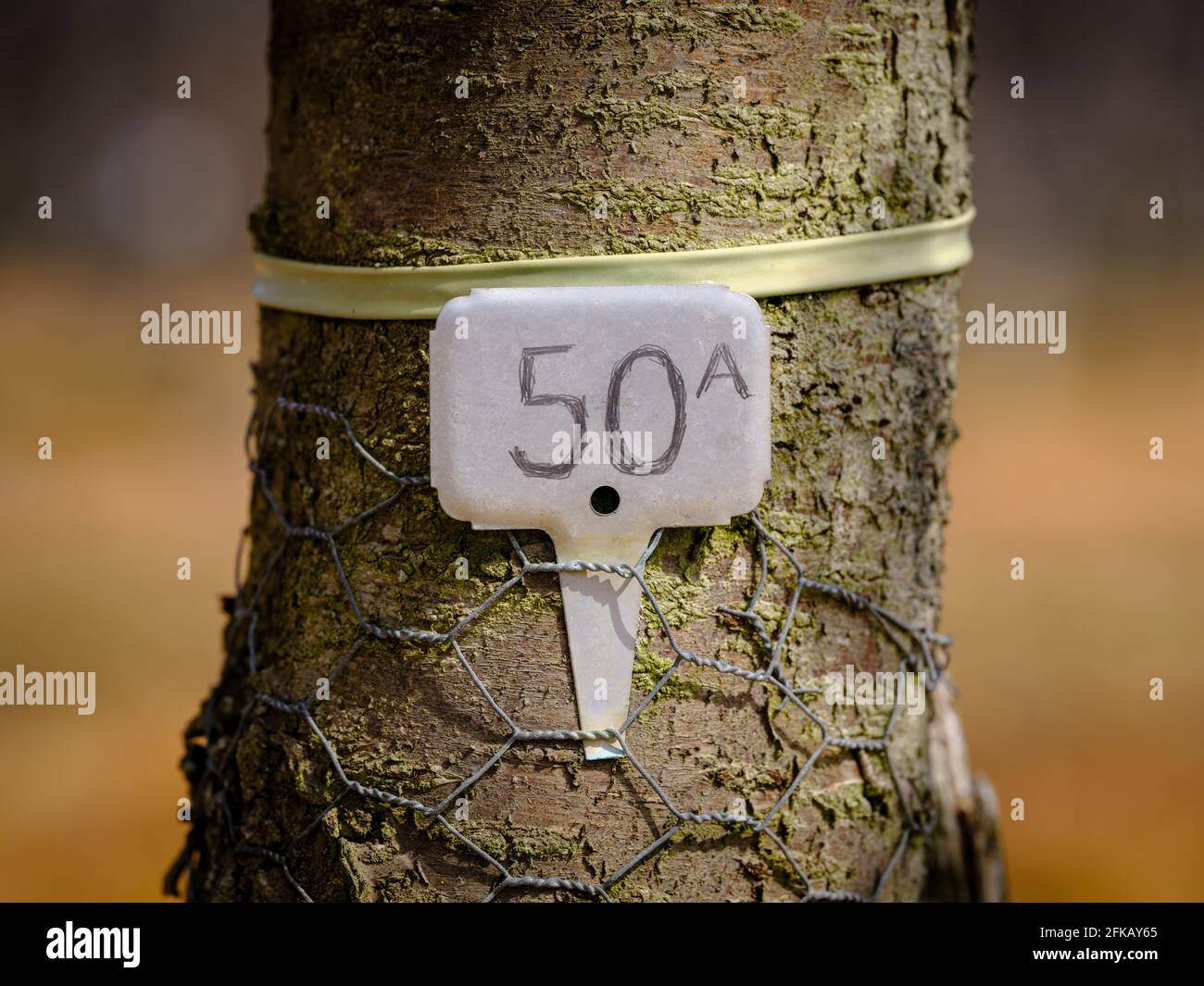 Cerisiers au printemps à la ferme Cooks Yard de Northiam, East Sussex, Royaume-Uni Banque D'Images