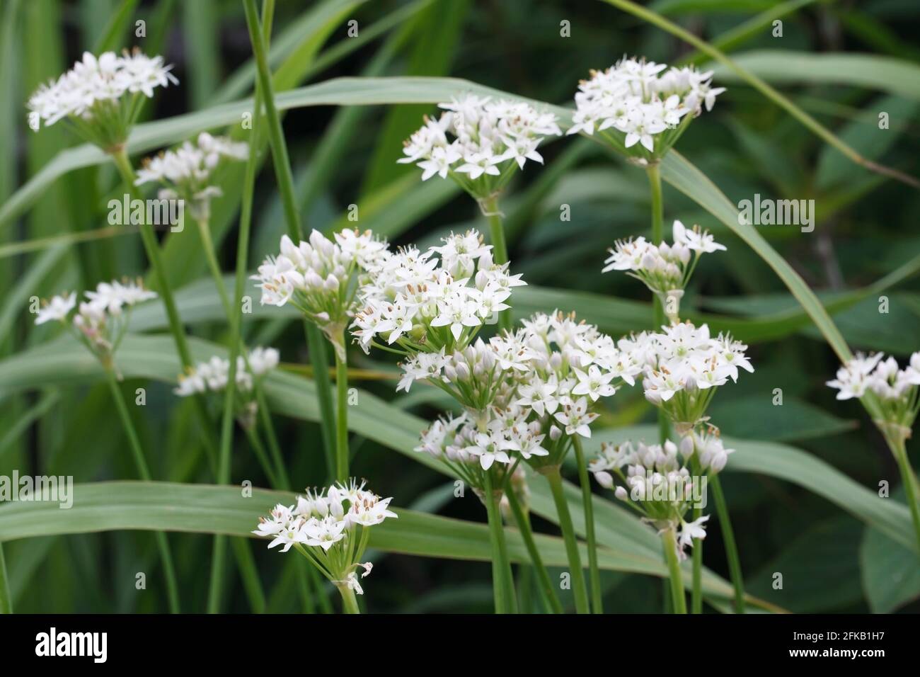 Allium tuberosum. L'ail chinois en fleurs. Banque D'Images