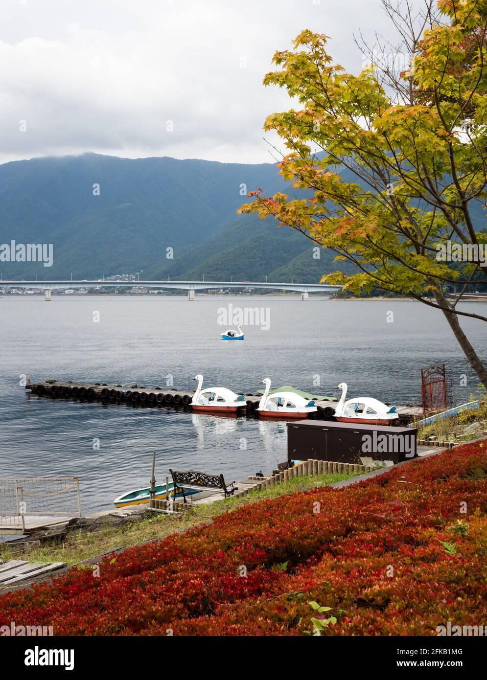 Automne au lac Kawaguchiko, promenade au bord du lac près du parc et de la station de téléphérique de Rinsaku, avec le pont Kawaguchiko Ohashi à l'arrière-plan - Yamanashi pre Banque D'Images