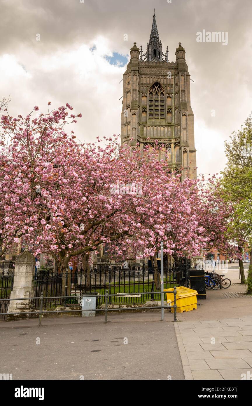 Norwich City Tree plein de fleurs roses devant L'église historique de Saint Peter Mancroft Banque D'Images