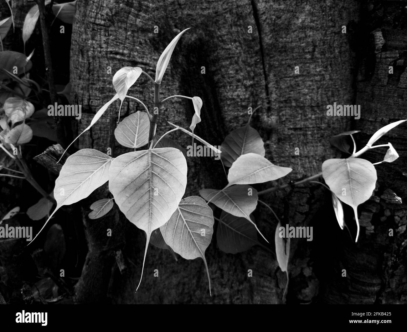 une vue rapprochée des feuilles de banyan tree fraîches coffre en noir et blanc Banque D'Images