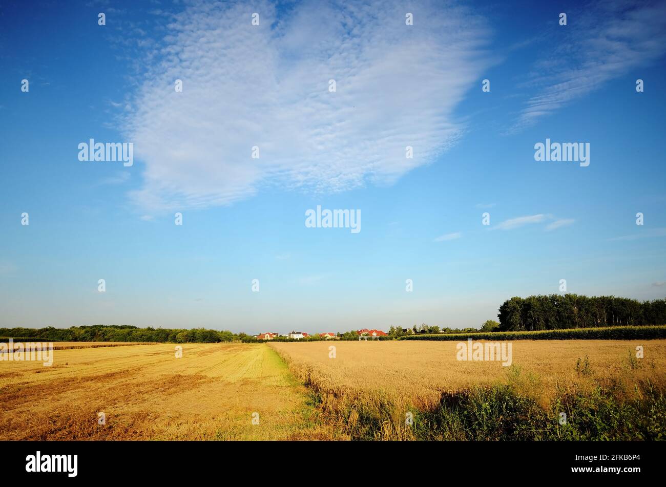 Champs jaunes pendant la saison de récolte, paysage naturel en Basse-Silésie, Pologne. Bel été avec ciel bleu. Banque D'Images