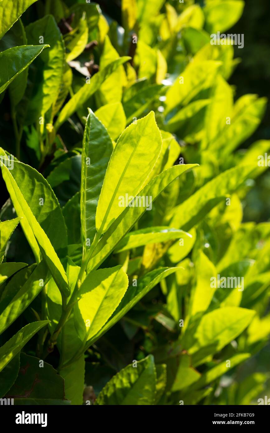 Laurel de cerise, Prunus laurocerasus, feuilles Banque D'Images