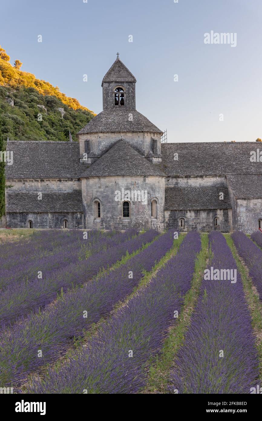 Champs de lavande en face de l'abbaye notre Dame de Sénanque en Provence, France, Europe Banque D'Images