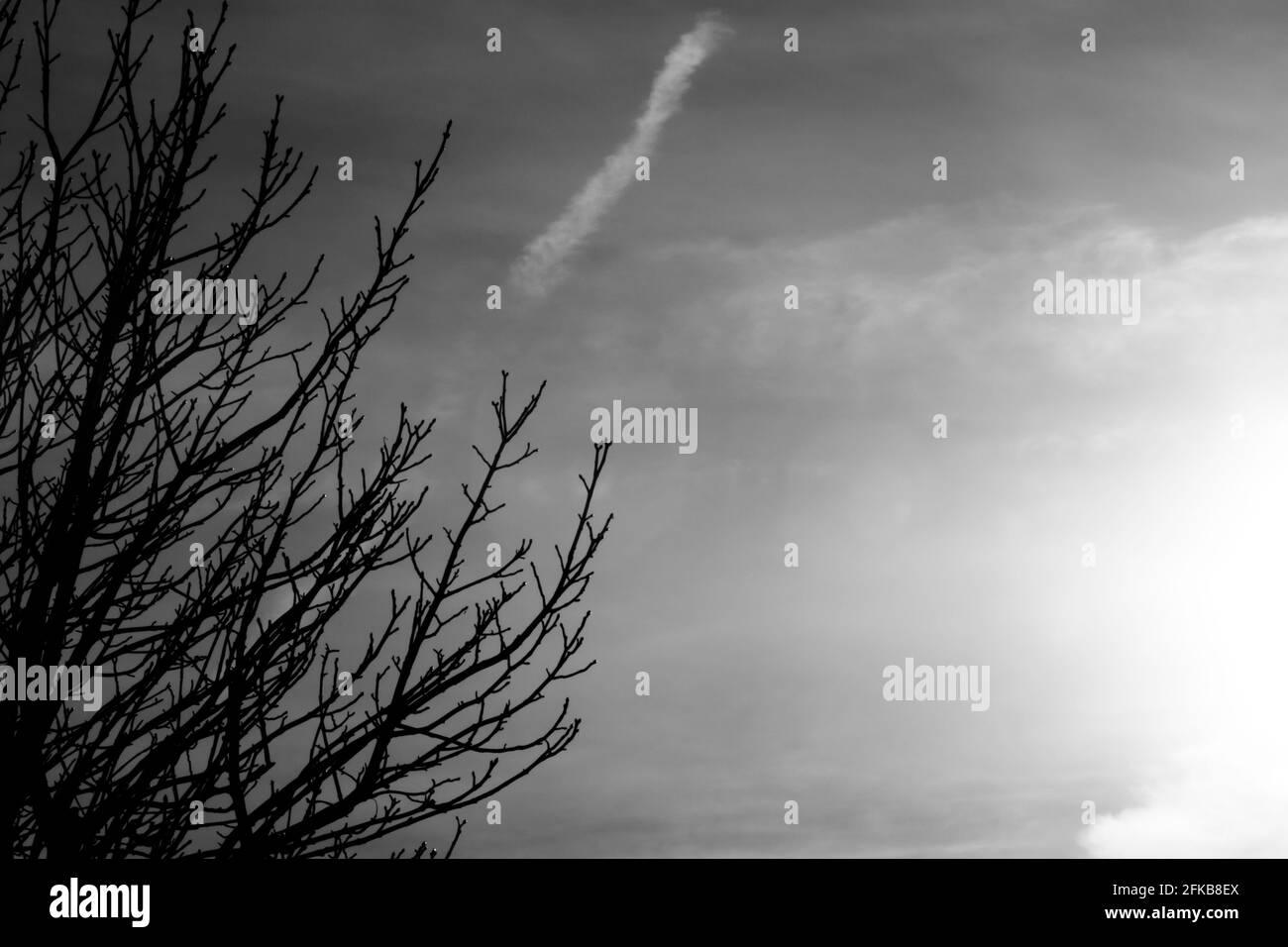 branches contre le ciel ensoleillé Banque D'Images