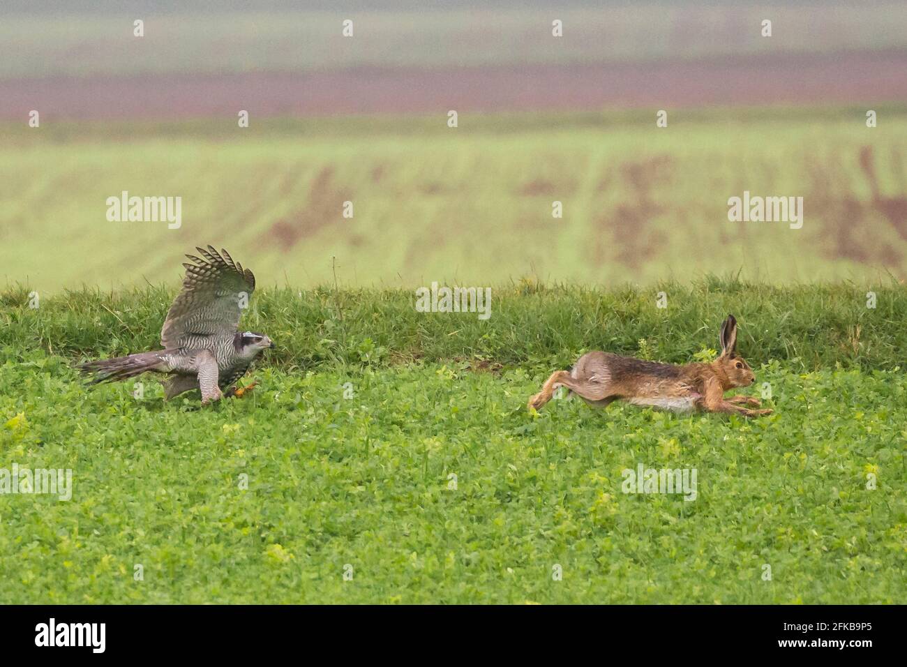 goshawk du nord (Accipiter gentilis), pourchassant un lièvre brun, le lièvre brun s'échappe avec succès, fauconnerie, Allemagne, Bavière, Niederbayern, Basse-Bavière Banque D'Images