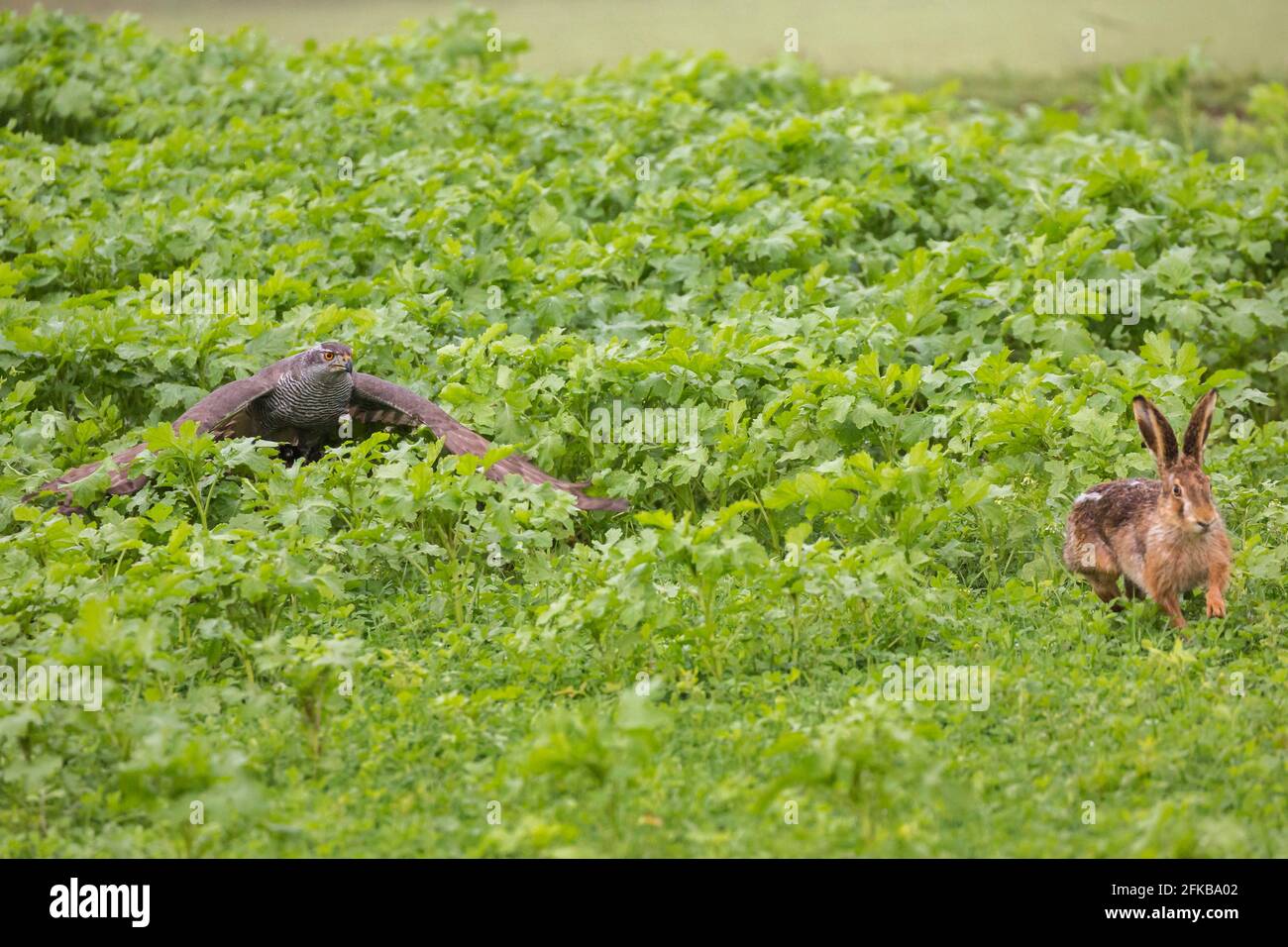 goshawk du nord (Accipiter gentilis), pourchassant un lièvre brun, le lièvre brun s'échappe avec succès, chasse , Allemagne, Bavière, Niederbayern, Basse-Bavière Banque D'Images