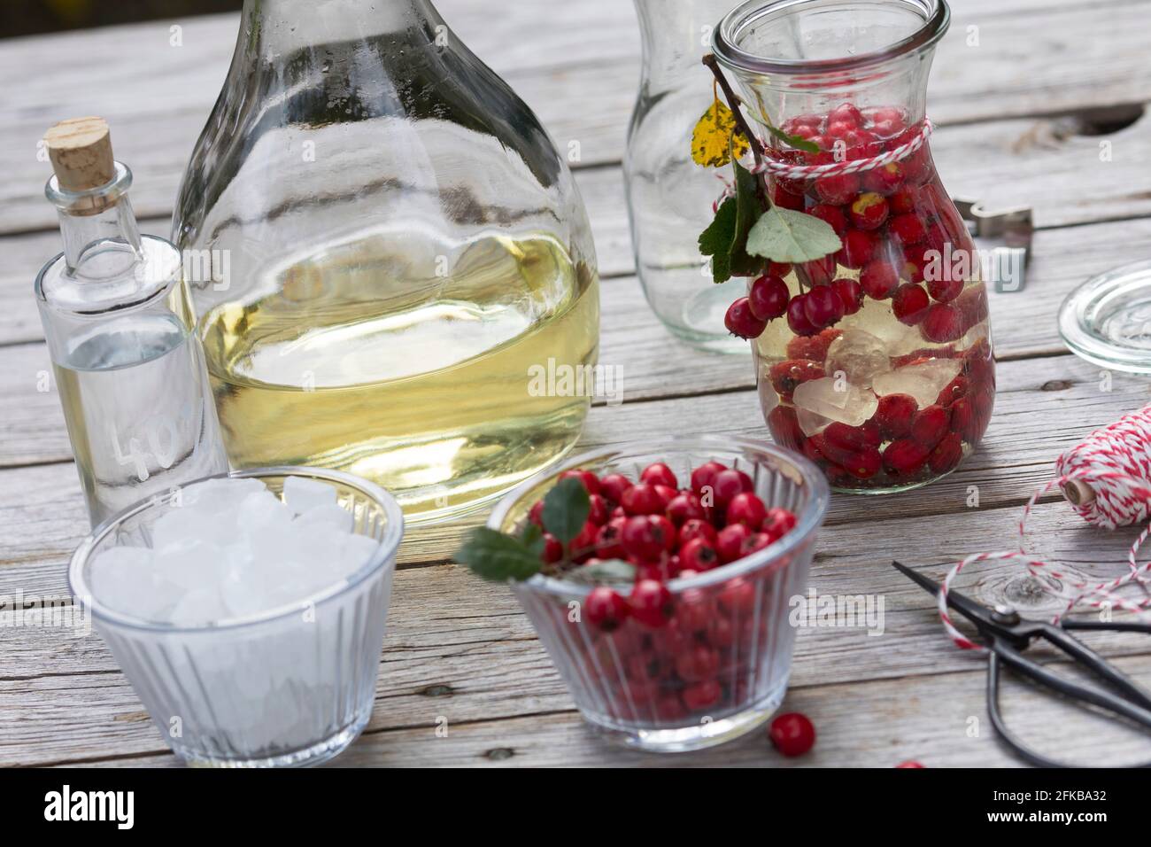 Anglais hawthorn, midland hawthorn (Crataegus laevigata, Crataegus oxyacantha), fabrication de vin hawthorn, fruits sont marinés dans le vin blanc , Allemagne Banque D'Images