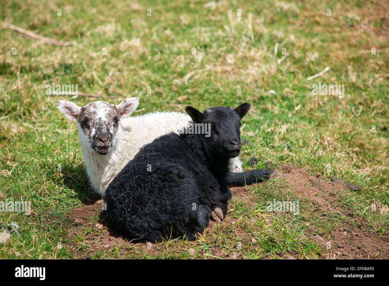 Agneau noir et blanc de mouton à face noire reposant Le soleil de printemps dans les frontières écossaises près de Hume Banque D'Images