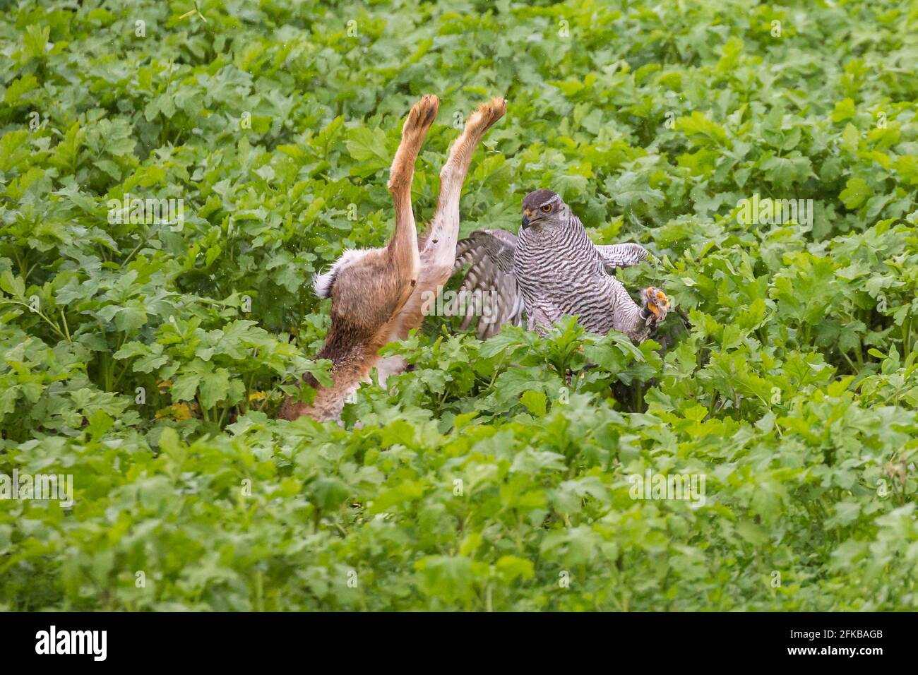 faucon du nord (Accipiter gentilis), chasse au lièvre brun, fauconnerie, Allemagne, Bavière, Niederbayern, Basse-Bavière Banque D'Images