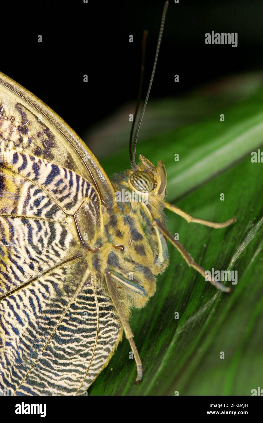 Hibou géant d'Illioneus (Caligo illioneus oberon), portrait Banque D'Images