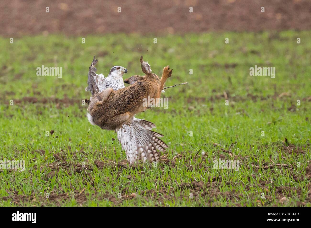 faucon du nord (Accipiter gentilis), chasse au lièvre brun dans une lutte aérienne, fauconnerie, Allemagne, Bavière, Niederbayern, Basse-Bavière Banque D'Images