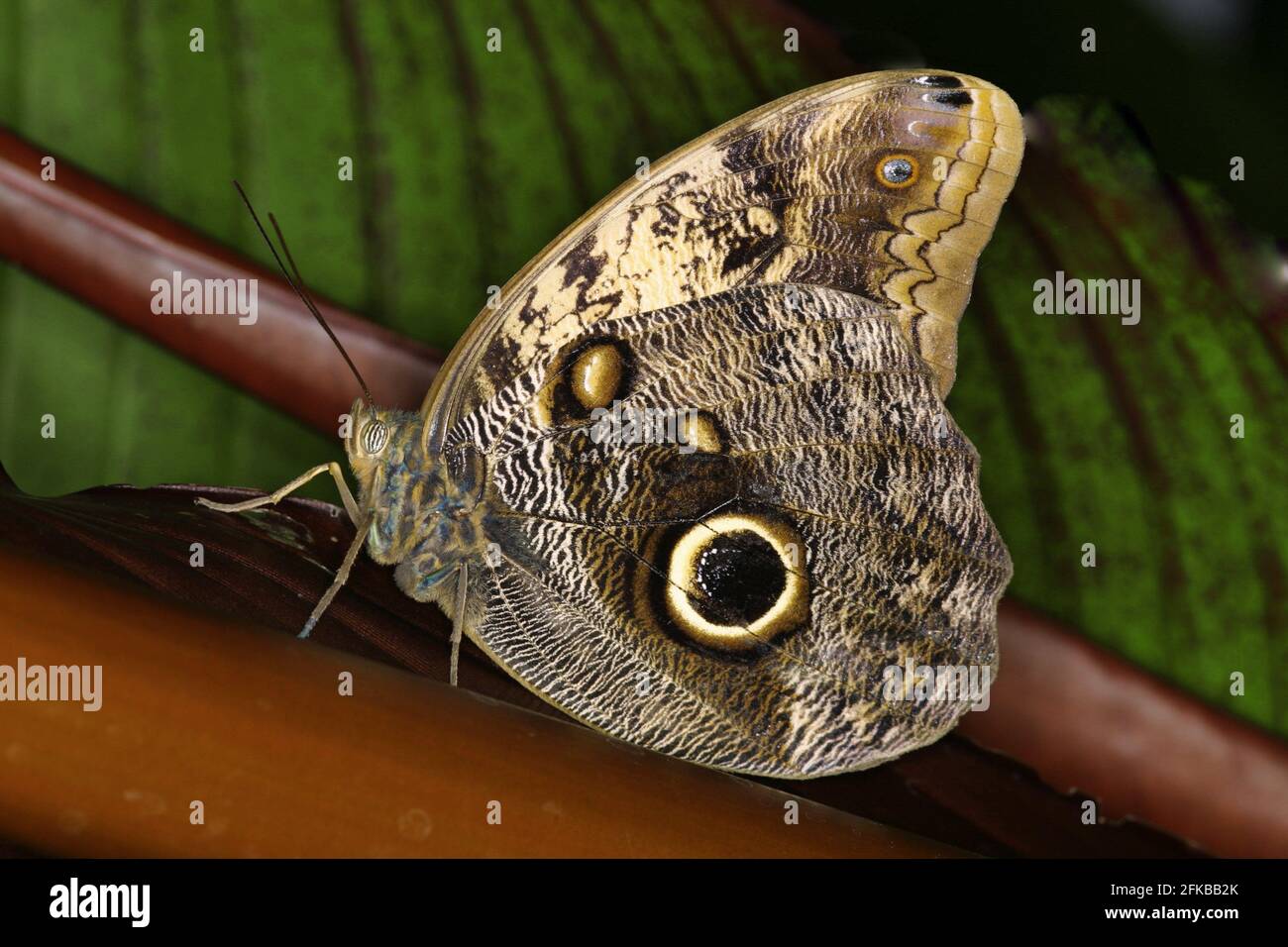 Hibou géant d'Illioneus (Caligo illioneus oberon), vue latérale Banque D'Images