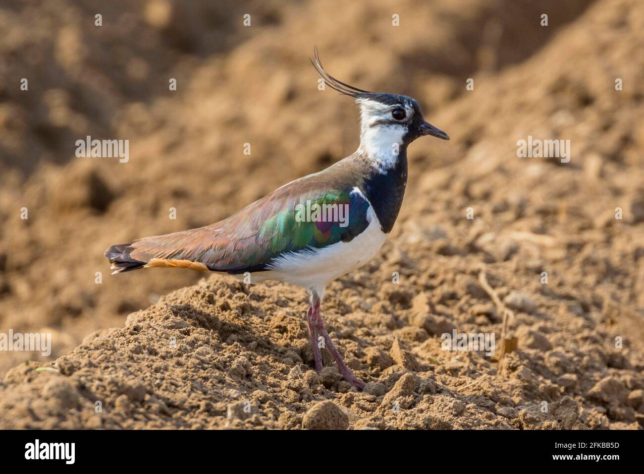 le laponie du nord (Vanellus vanellus), se dresse dans un champ, Allemagne, Bavière, Niederbayern, Basse-Bavière Banque D'Images