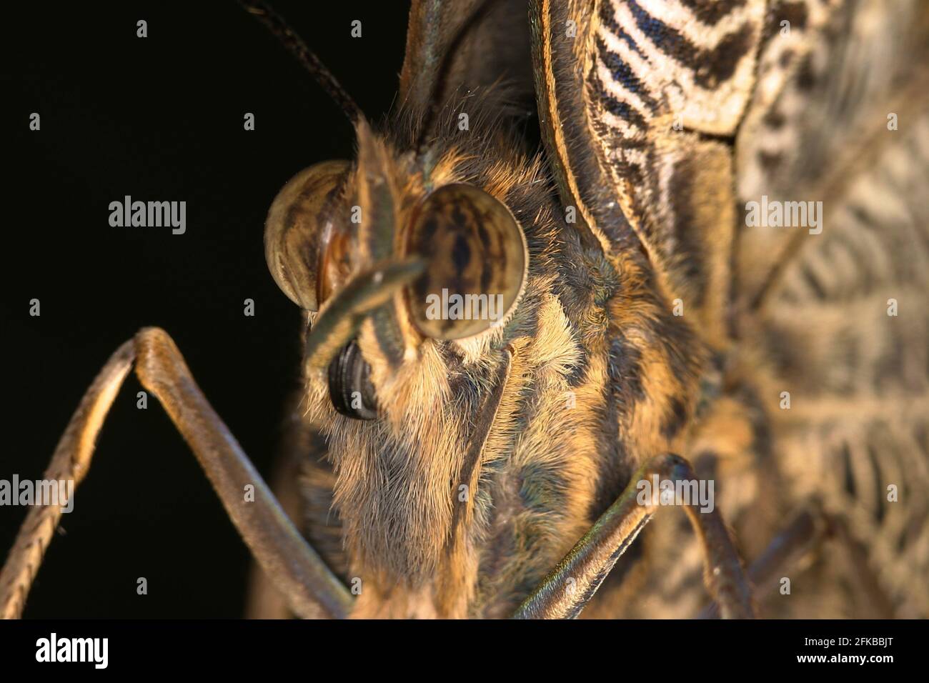 Hibou géant d'Illioneus (Caligo illioneus oberon), yeux Banque D'Images