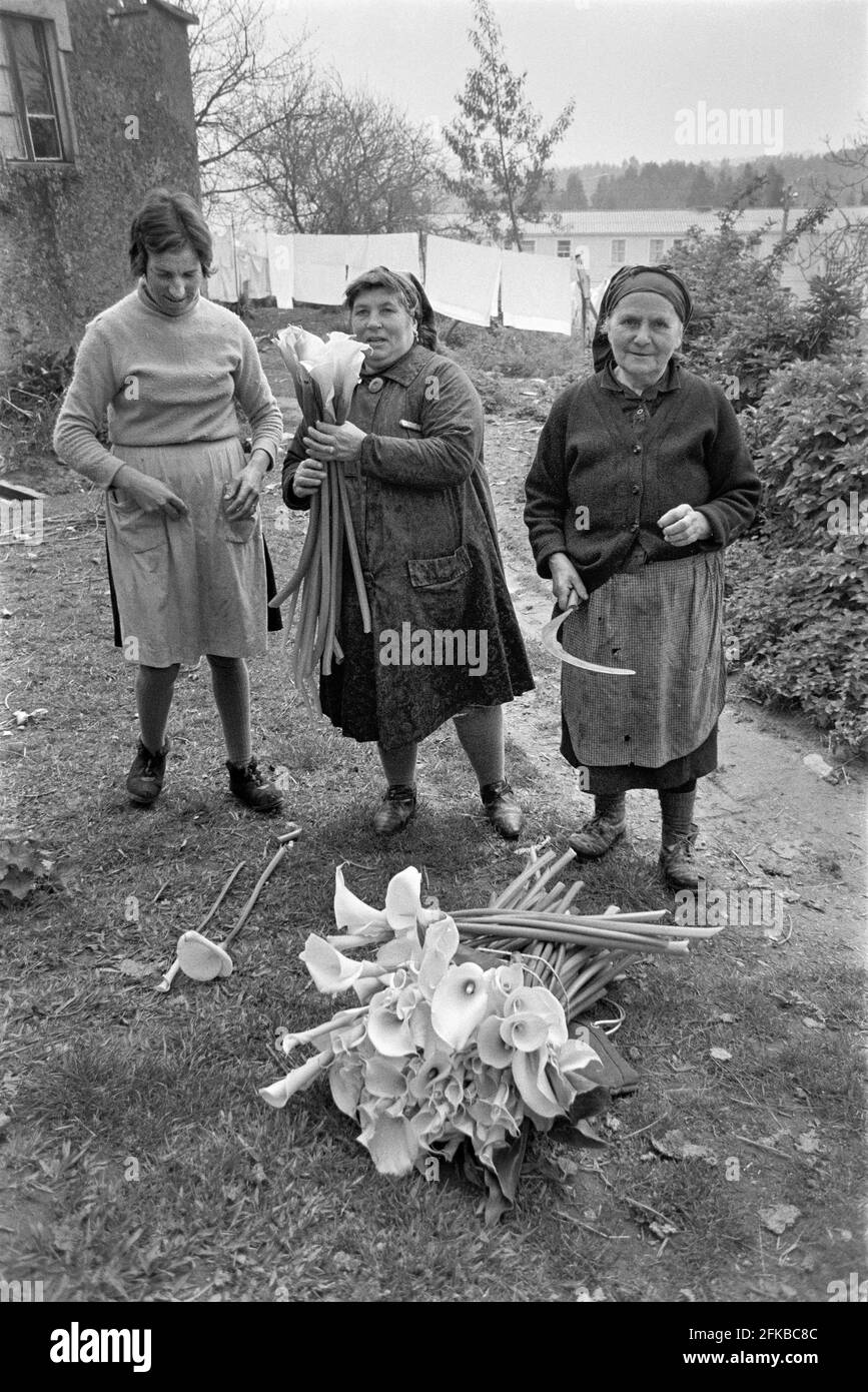 ESPAGNE - Galice - 1970. Femmes collectant cuernos, lys, pour les fêtes de l'église de Pâques dans le village de Lorbe près DE LA Corogne, Galice, Nord-Ouest S. Banque D'Images