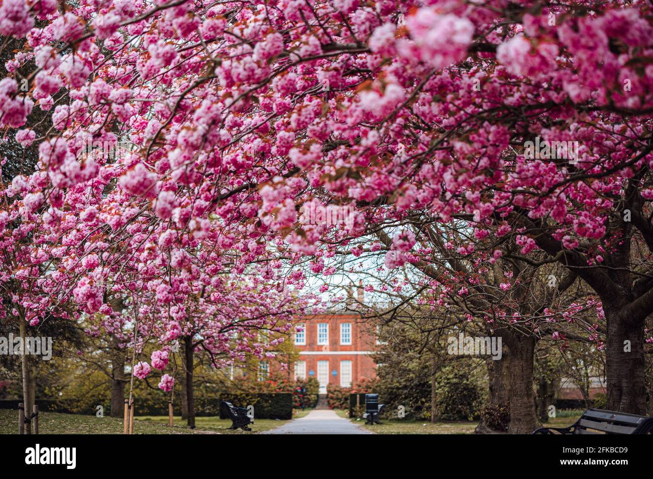 Cerisiers en fleurs à Greenwich Park, Londres Banque D'Images