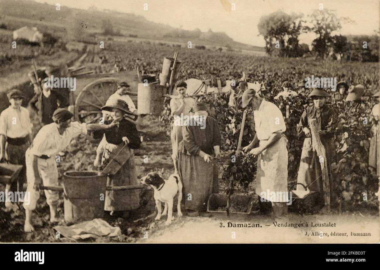 VENDANGES RÉGION de DAMAZAN 47-LOT-et-GARONNE : Nouvelle-Aquitaine (anciennement Aquitaine) carte postale ancienne du début du XXe siècle Banque D'Images