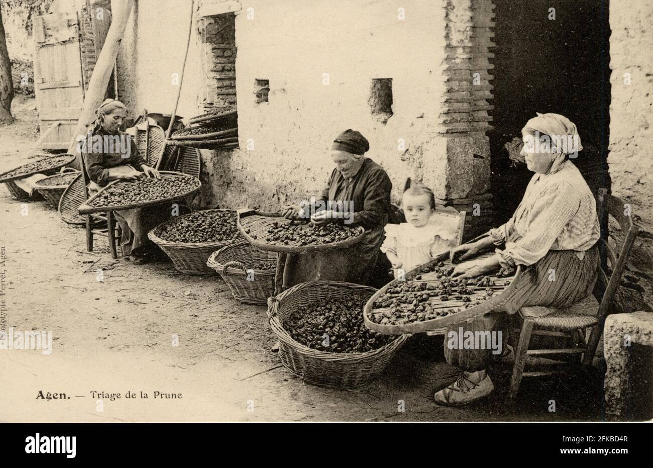 TRIAGE DES PRUNES A AGEN 47-LOT-et-GARONNE région: Nouvelle-Aquitaine (anciennement Aquitaine) début du XXe siècle carte postale ancienne Banque D'Images