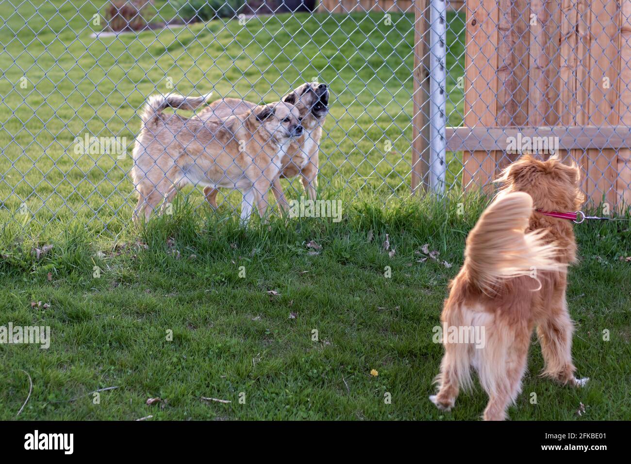 Deux chiens derrière une clôture tandis qu'un autre est devant, sur la laisse, étant tiré loin. Un des chiens derrière la clôture est aboyant et l'autre en colère. Banque D'Images