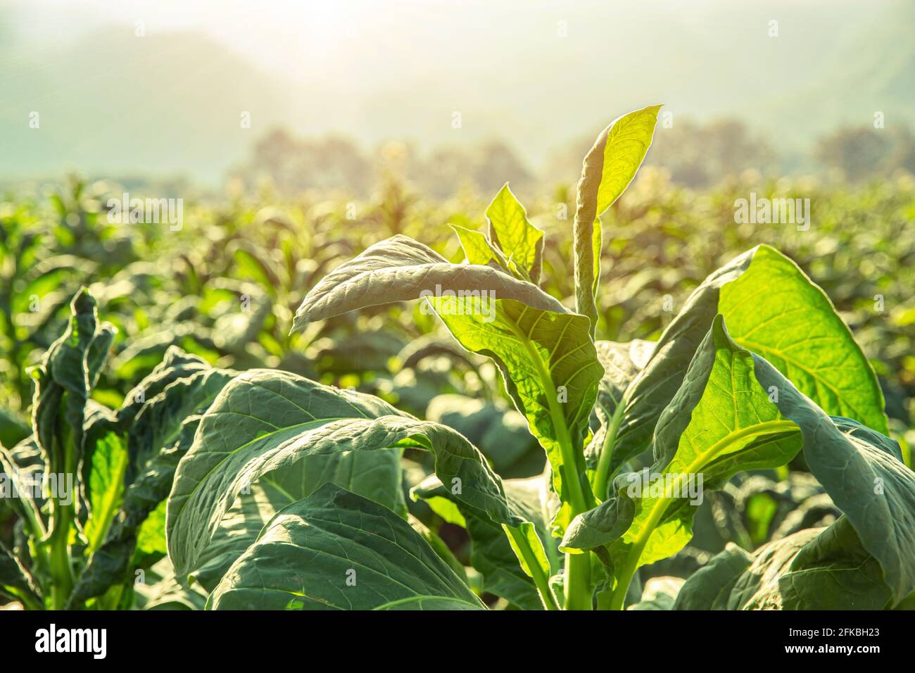 L'agriculture du tabac sur le terrain de l'usine campagne avec vue magnifique sur la montagne en arrière-plan la colline. Banque D'Images