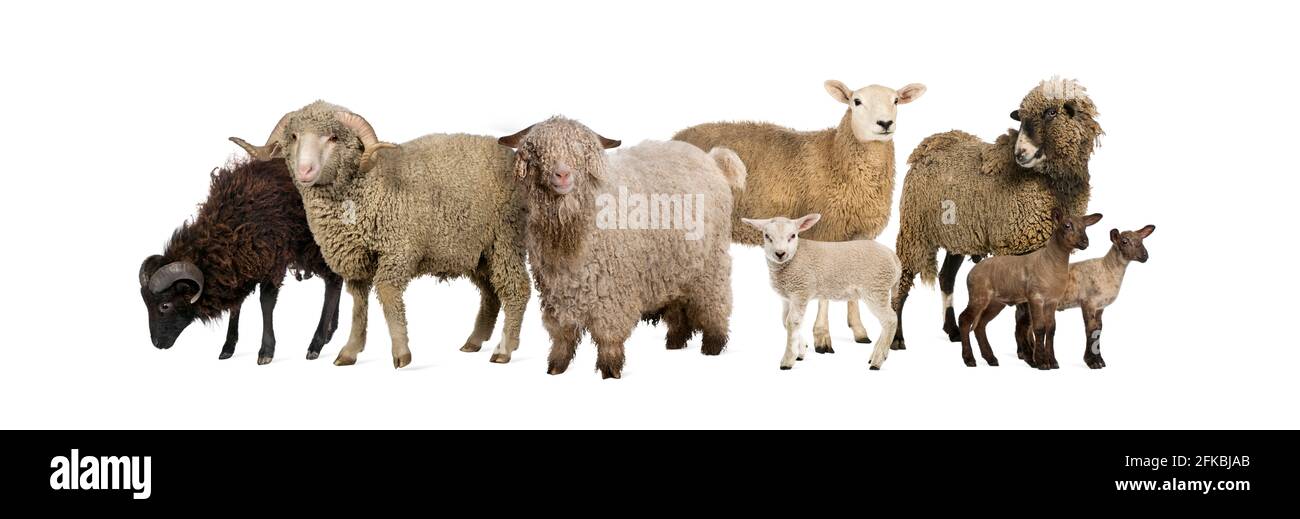 Groupe de nombreuses chèvres et moutons dans une rangée, isolé Banque D'Images