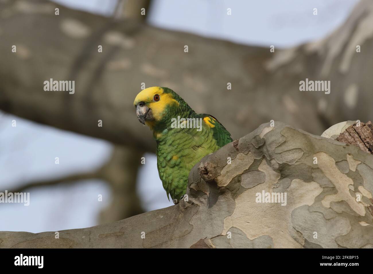 Amazone à tête jaune (Amazona oratrix), Parc Rosenstein, Stuttgart, Bade-Wurtemberg Banque D'Images