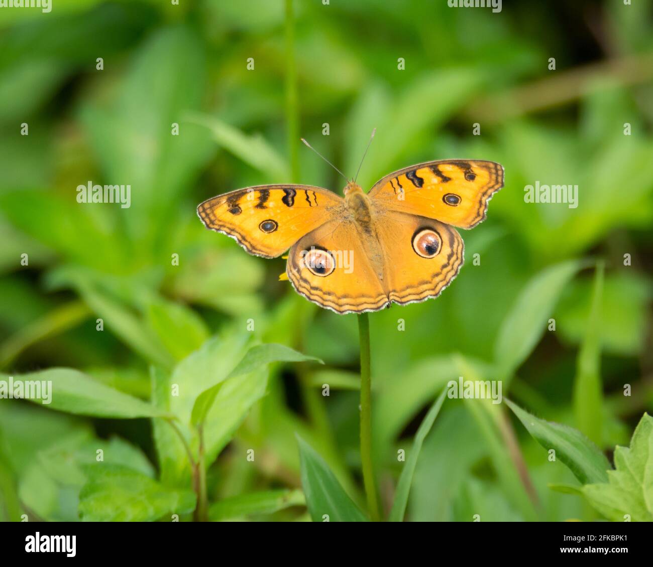 Accent sélectif sur le dos et les ailes d'un papillon de paon (Junonia almana) reposant sur une fleur dans le jardin. Banque D'Images