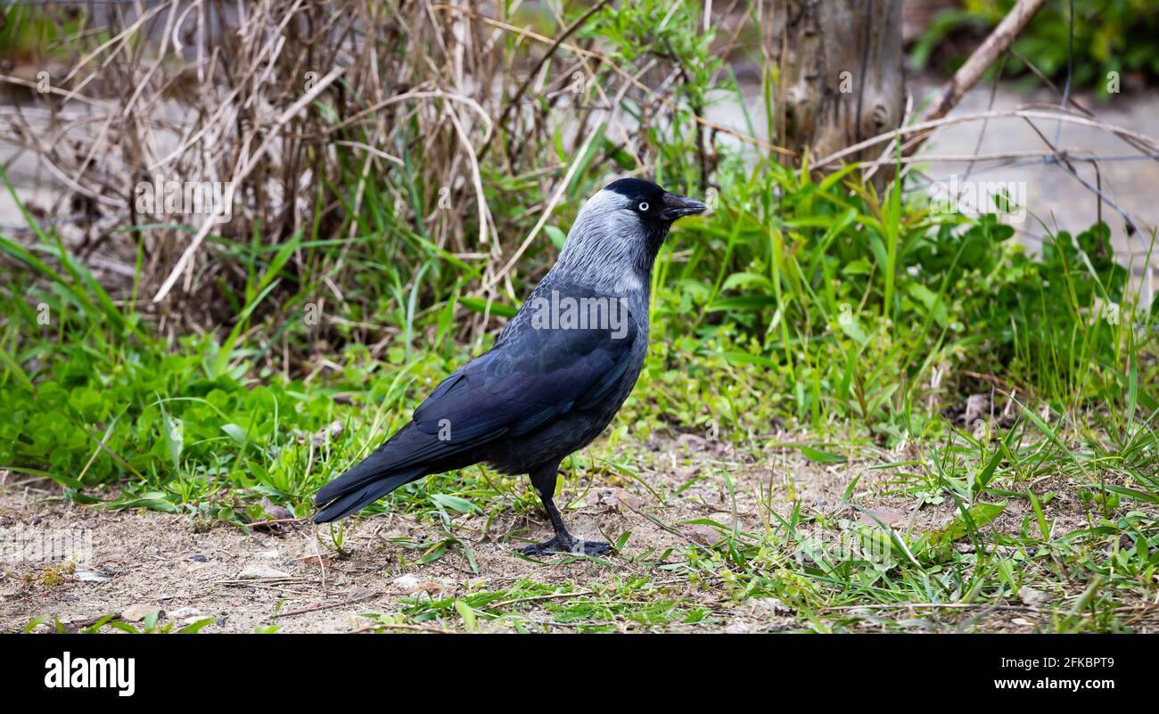 Jackdaw marchant sur le sol à la recherche de nourriture dans la ville. Fabriqué par temps nuageux, lumière douce. Banque D'Images