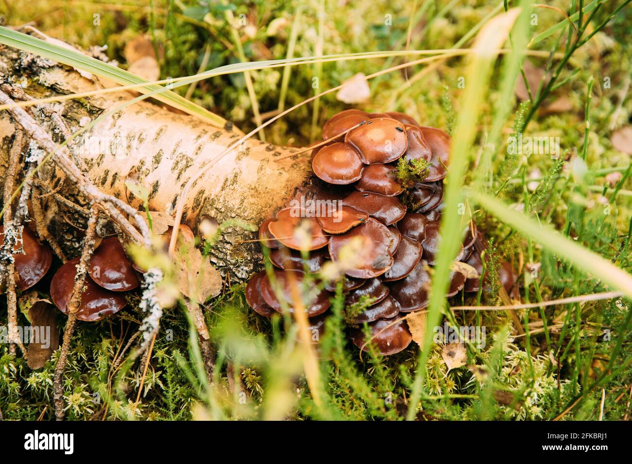 Hypholoma capnoides dans la forêt d'automne en Biélorussie. Hypholoma capnoides est un champignon comestible de la famille des Strophariaceae. Champignons au coucher du soleil en automne Banque D'Images