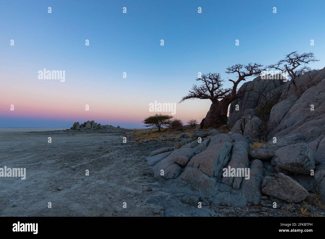 Petit baobab et rochers sur l'île de Kubu Banque D'Images