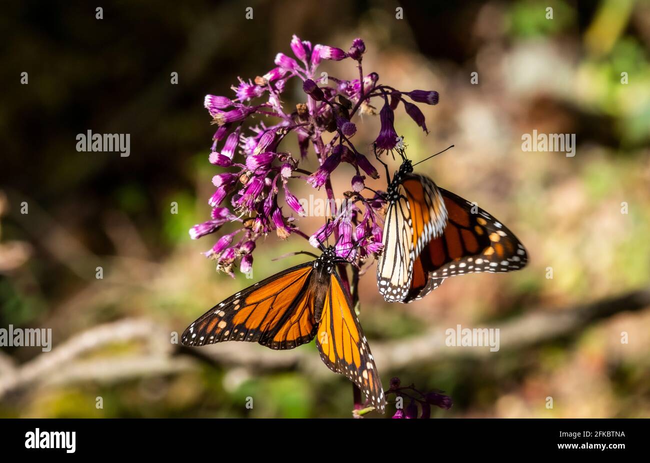 Gros plan des papillons monarques (Danaus plexippus), Réserve de biosphère des papillons monarques, UNESCO, El Rosario, Michoacan, Mexique, Amérique du Nord Banque D'Images