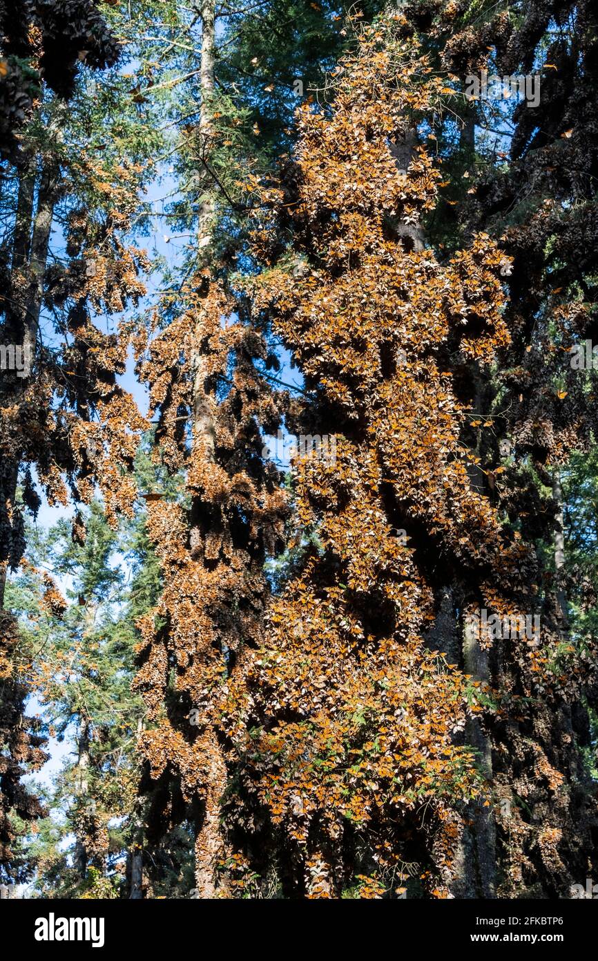 Des millions de papillons couvrant des arbres, Réserve de biosphère Monarch Butterfly, site du patrimoine mondial de l'UNESCO, El Rosario, Michoacan, Mexique, Amérique du Nord Banque D'Images