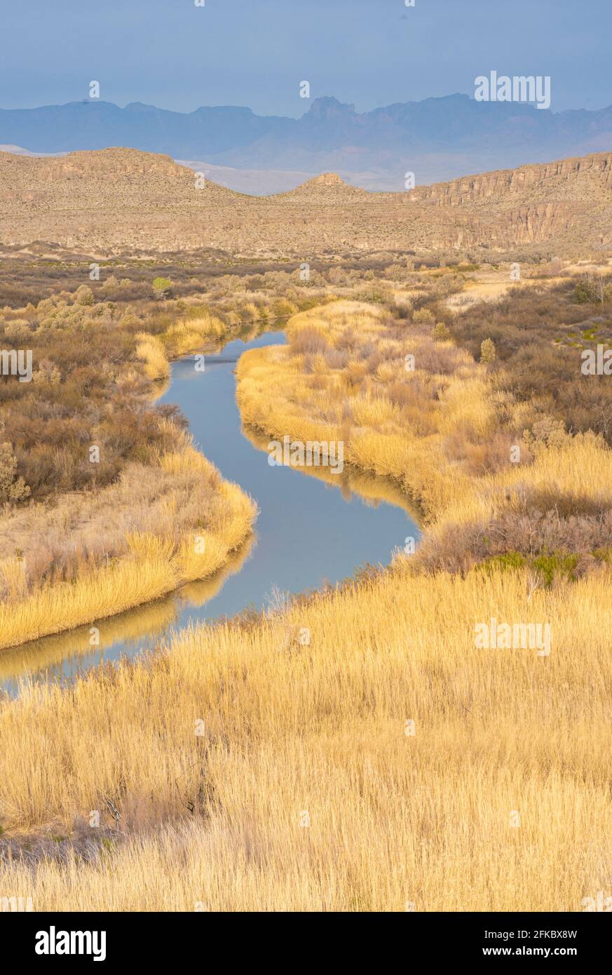 Rivière Rio Grande en herbes dorées avec montagnes Chisos en arrière-plan, parc national de Big Bend, Texas, États-Unis d'Amérique, Amérique du Nord Banque D'Images