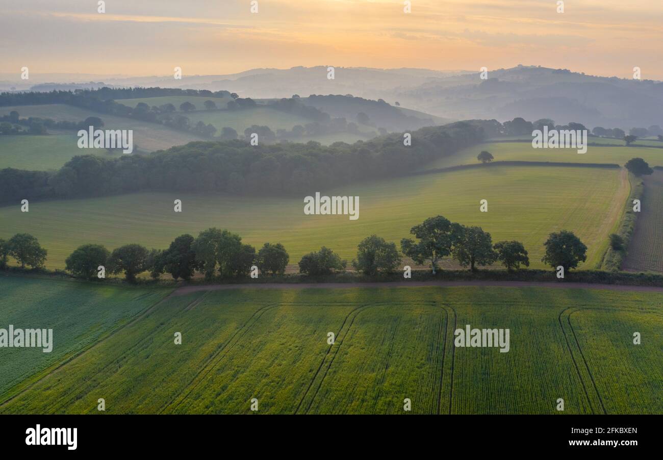 vue aérienne des terres agricoles vallonnées en été, Devon, Angleterre, Royaume-Uni, Europe Banque D'Images