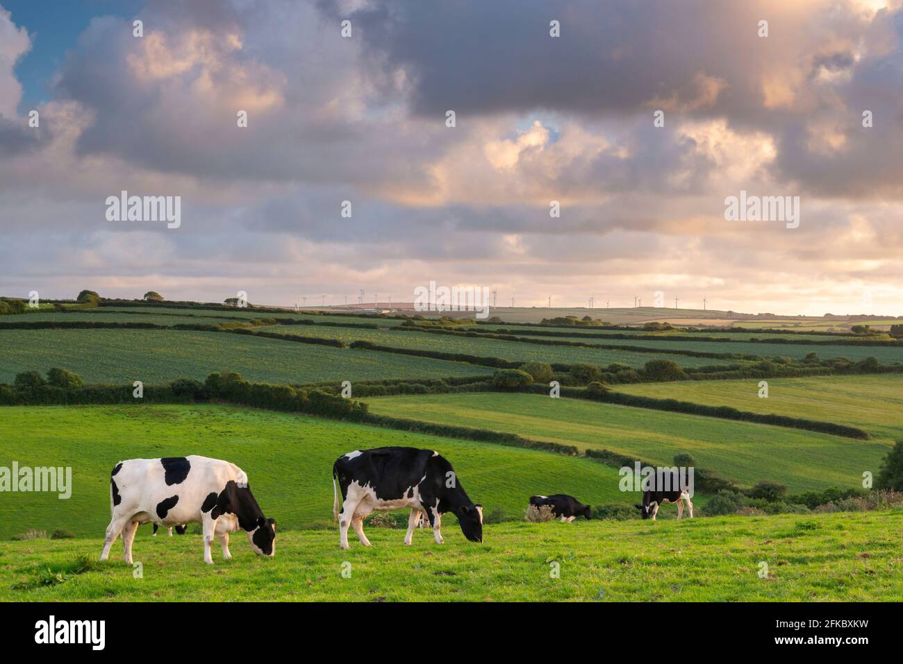 Bétail laitier broutant dans un champ de Cornouailles au coucher du soleil en été, St. Issey, Cornwall, Angleterre, Royaume-Uni, Europe Banque D'Images