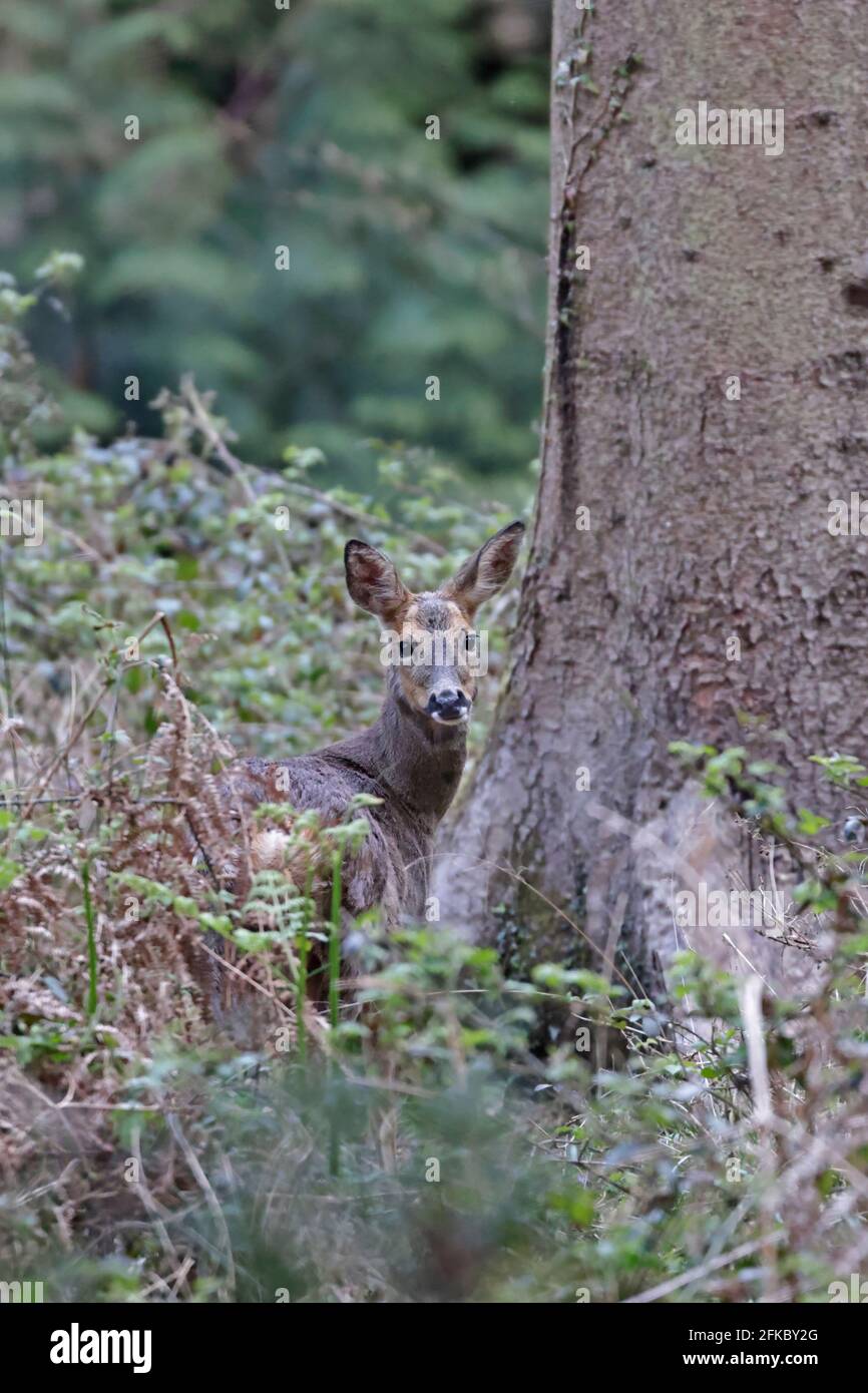 Femme Roe Deer Forest de Dean Royaume-Uni Banque D'Images