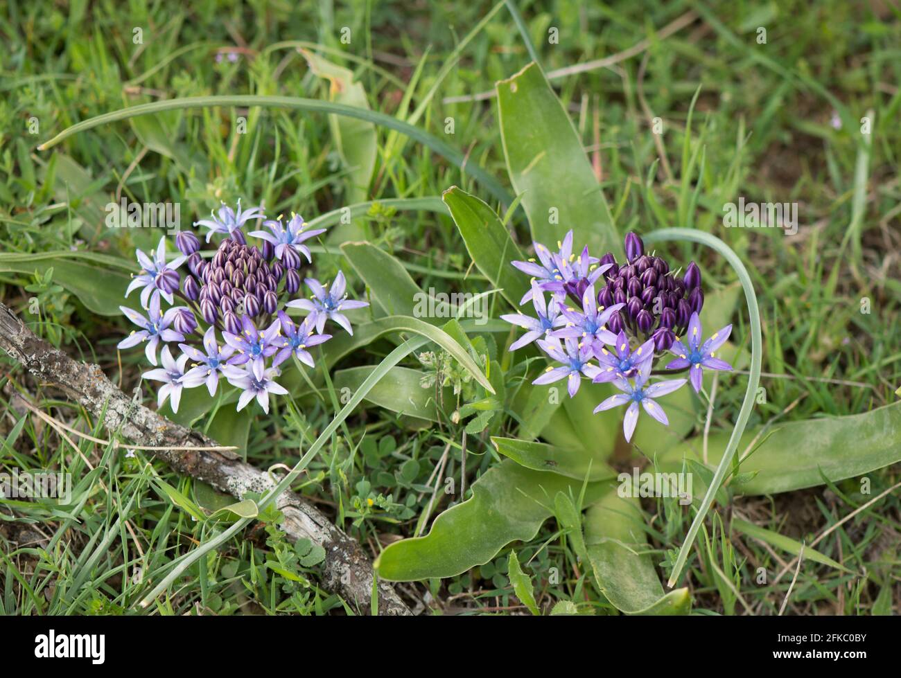 Lily péruvienne, Scilla peruviana dans un pré en Andalousie, Espagne Banque D'Images