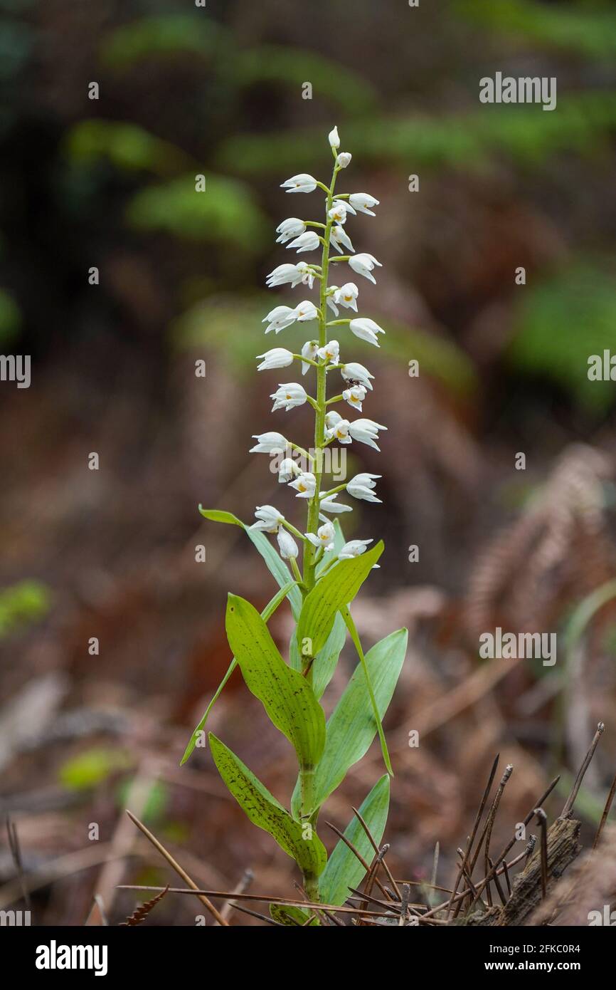 Cephalanthère à ou l'Épée Cephalanthère à longues feuilles, Cephalanthera longifolia, Andalousie, espagne. Banque D'Images