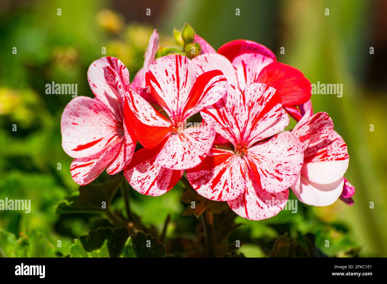 Fleur de géranium blanche et rouge qui fleurit avec la lumière du soleil et  le vert fond de végétation Photo Stock - Alamy