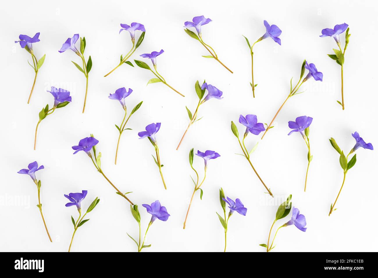 Texture des fleurs. Motif de fleurs periwinkle violet sur fond blanc. Banque D'Images