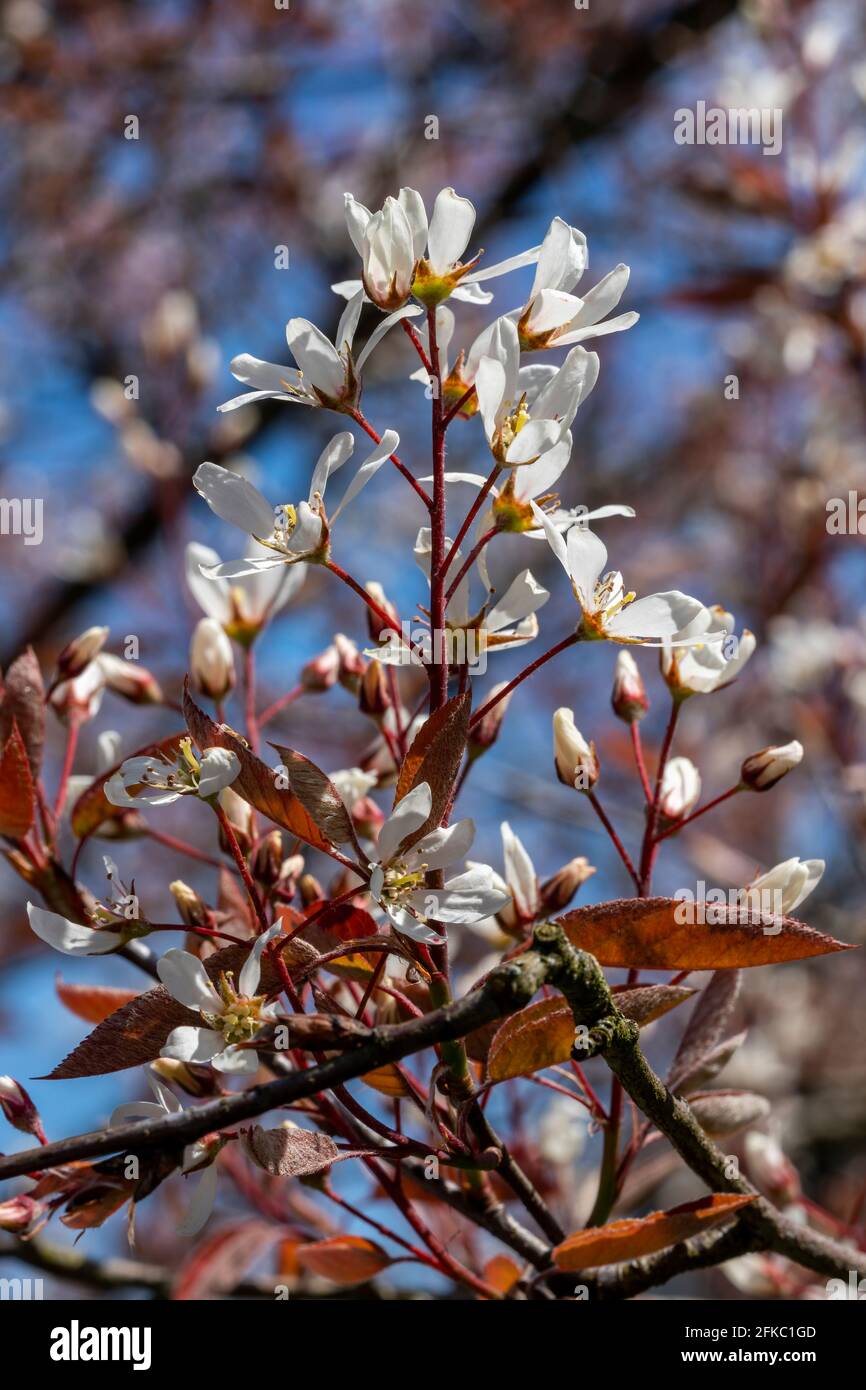 Amelanchier lamarckii petit arbre à feuilles caduques avec une fleur blanche fleur au début du printemps communément connu sous le nom de mespilus neigeux ou baie de genévrier Banque D'Images