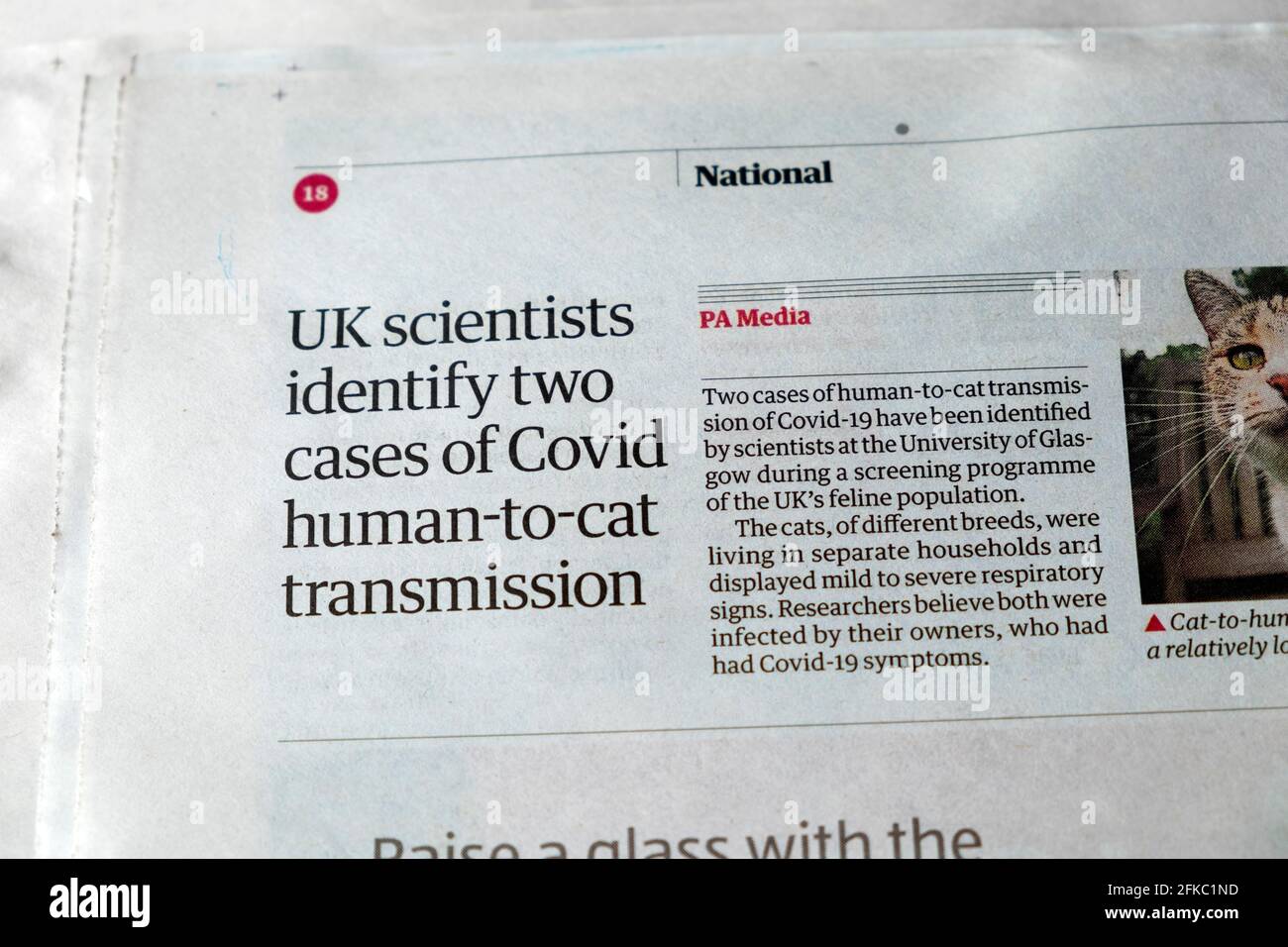 « les scientifiques britanniques identifient deux cas de transmission Covid de l'homme au chat » Guardian Journal coronavirus pandémie page d'article Londres UK 24 avril 2021 Banque D'Images