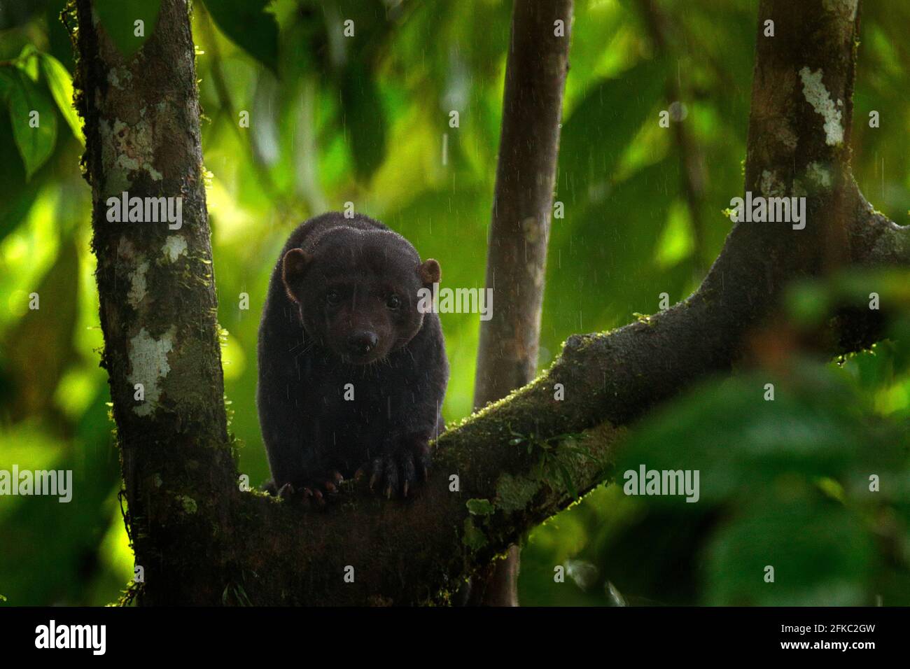 Tayra, Eira barbara, animal omnivore de la famille Weasel. Tayra caché dans la forêt tropicale, assis sur l'arbre vert. Scène sauvage de la nature, C Banque D'Images