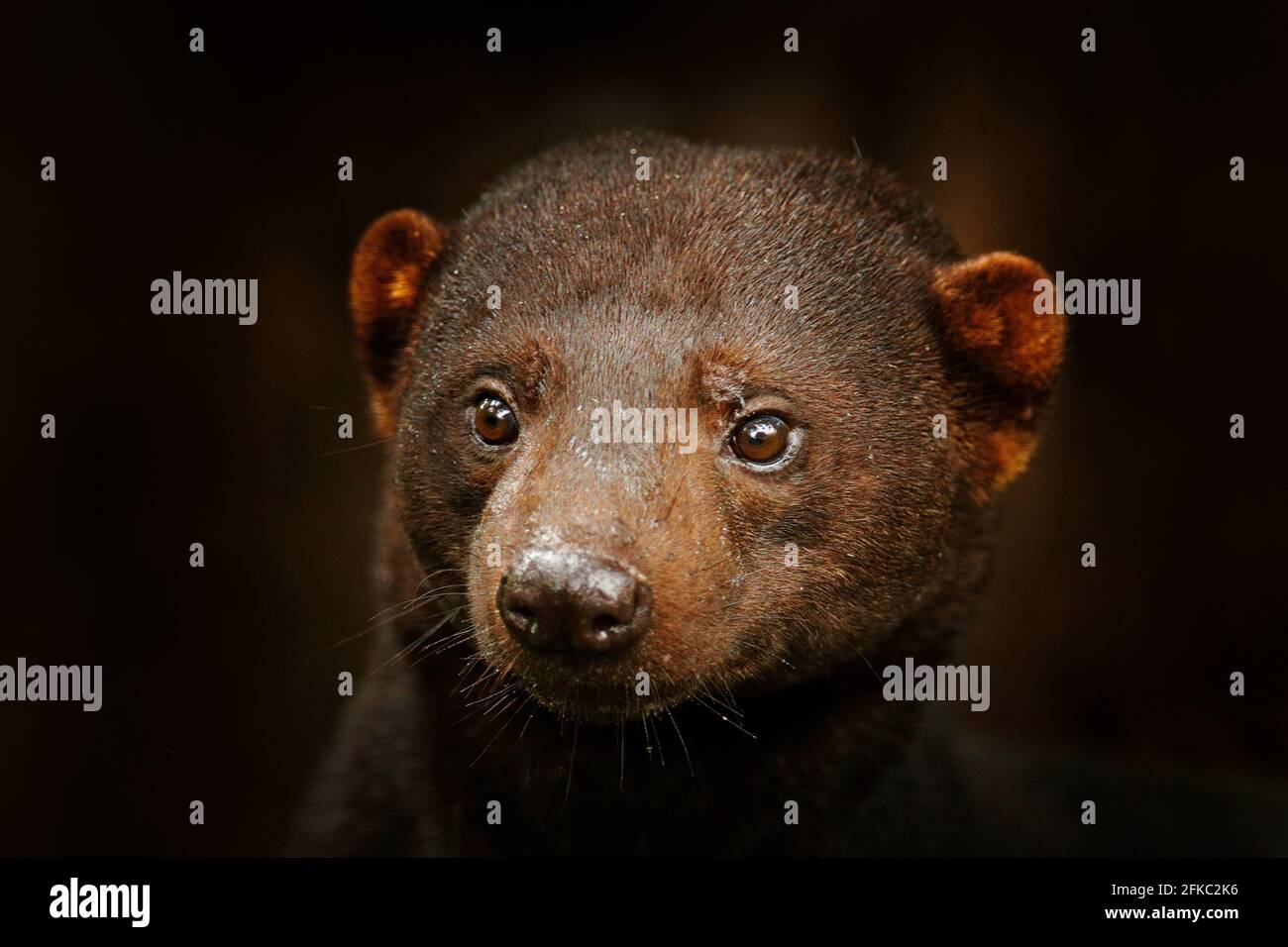 Tayra, Eira barbara, animal omnivore de la famille Weasel. Tayra caché dans la forêt tropicale, portrait détaillé en gros plan. Scène sauvage de la nature, Co Banque D'Images